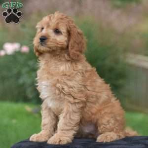 Jordan, Cavapoo Puppy